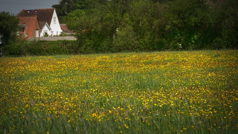 united kingdom, plant, yellow, field, growth, landscape, architecture HD wallpaper