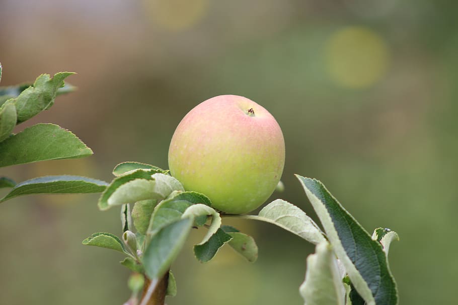 california, apple, fruit, tree, green, food and drink, close-up HD wallpaper