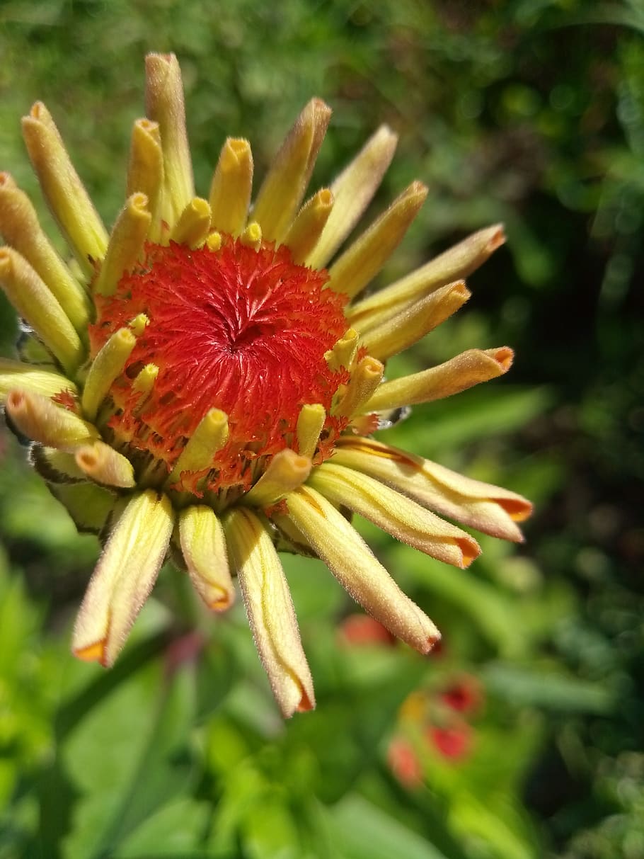 flower, flora, bloom, nature, yellow, beautiful, bright, macro HD wallpaper