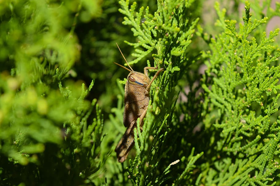 cricket, green, leafs, tree, nature, plant, summer, colorful HD wallpaper