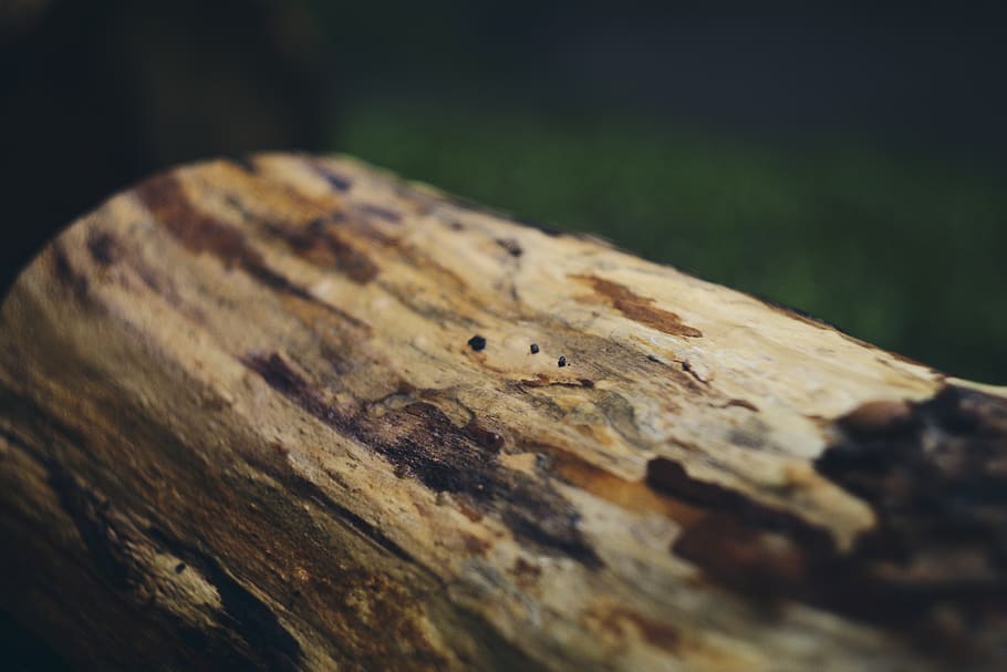 wood, bokeh, forest, wood - material, selective focus, tree HD wallpaper