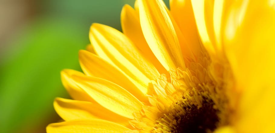 background, beautiful, closeup, flower, garden, green, nature HD wallpaper