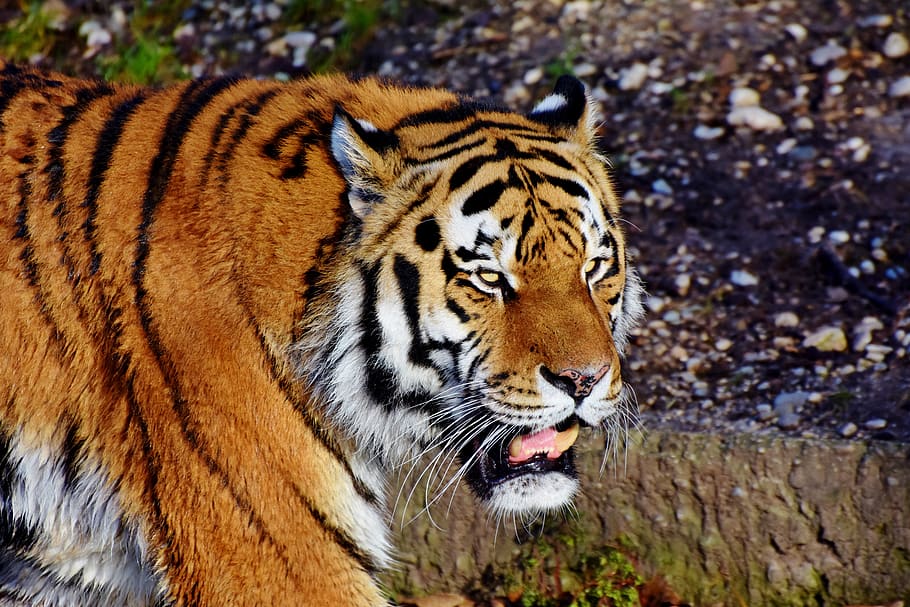 tiger, big cat, predator, wildcat, tiger head, tongue, dangerous HD wallpaper
