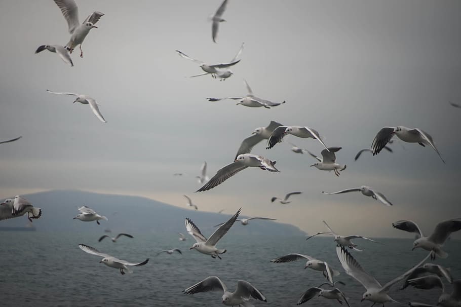 seagull, bird, animals in the wild, animal wildlife, flying HD wallpaper