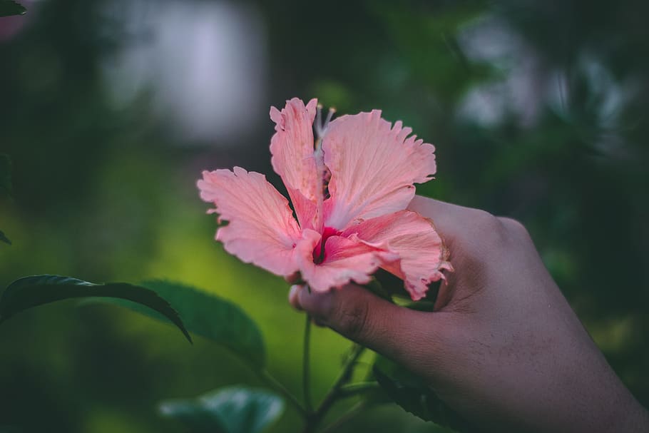 Person Holding Pink Hibiscus Rosa-sinensis Flower in Bloom Selective Focus Photography, HD wallpaper