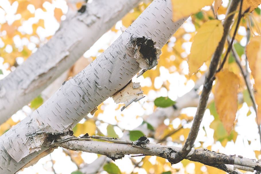 tree, birch, bark, paper, nature, fall, autumn, branch, leaves, HD wallpaper