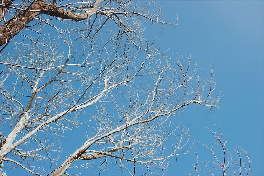 Bared Tree Under Blue Sky, branches, bright, clear sky, daytime HD wallpaper