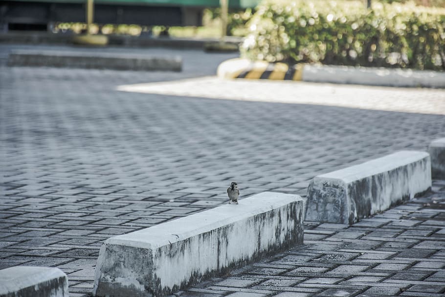 bird, patterns, vinrage, solo, street, footpath, day, architecture HD wallpaper