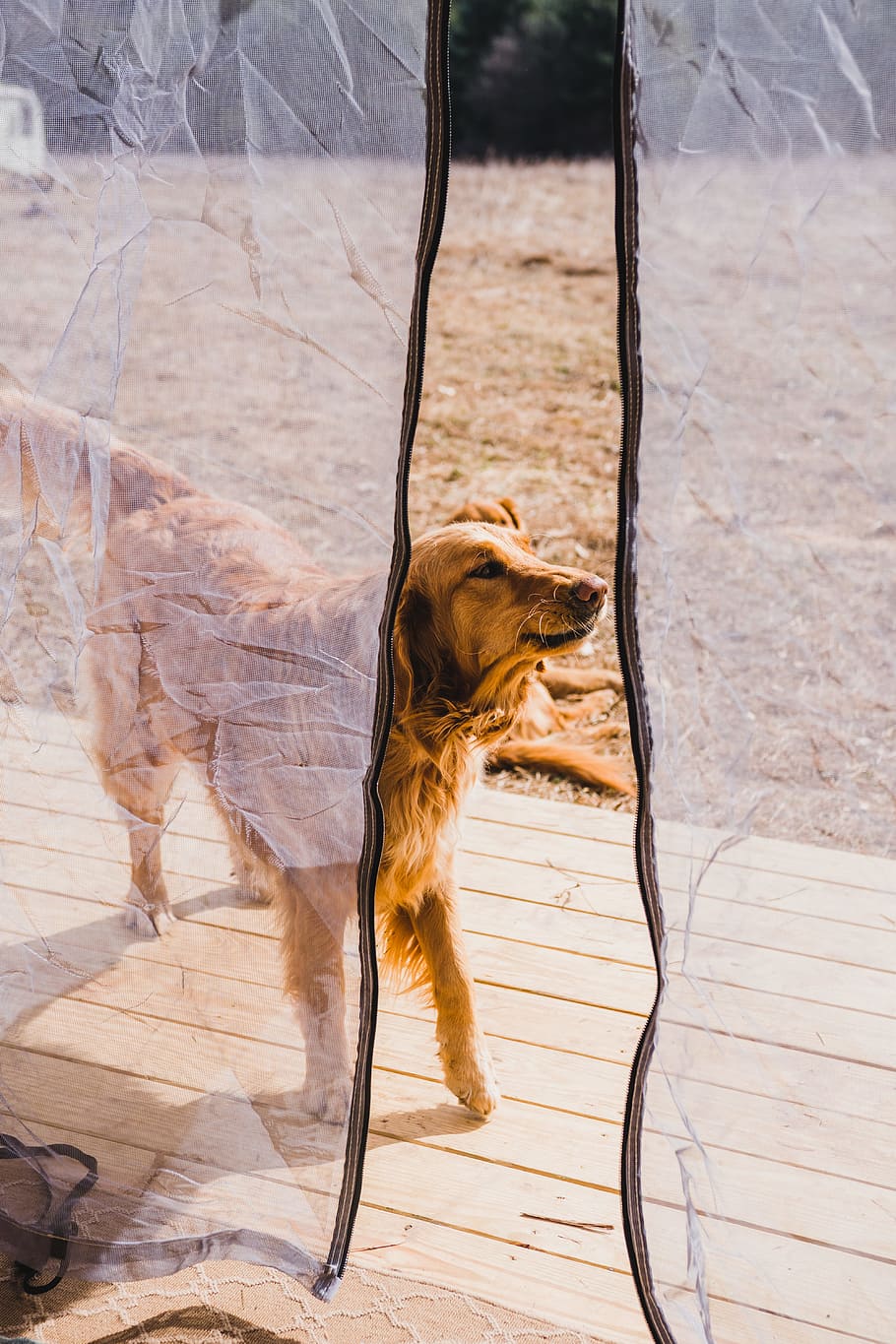adult Golden Retriever outside mosquito net during daytime, dog