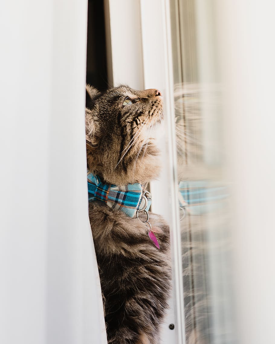 brown cat beside glass window, home decor, pet, manx, animal, HD wallpaper