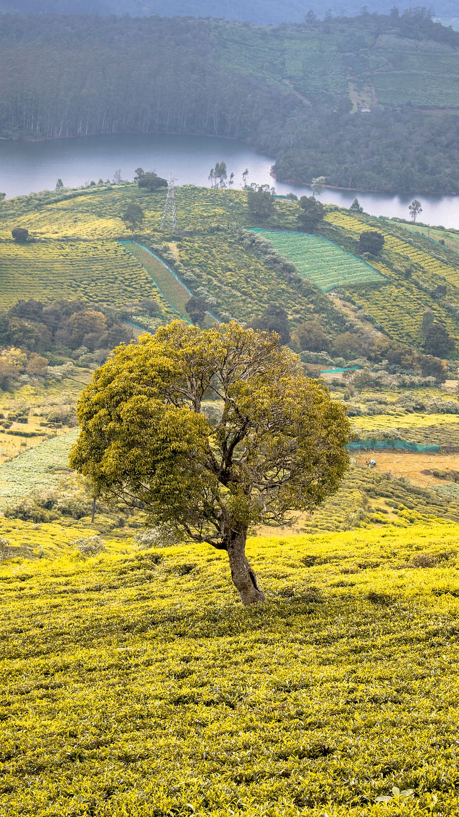 green tree on hill, outdoors, field, plant, countryside, grassland