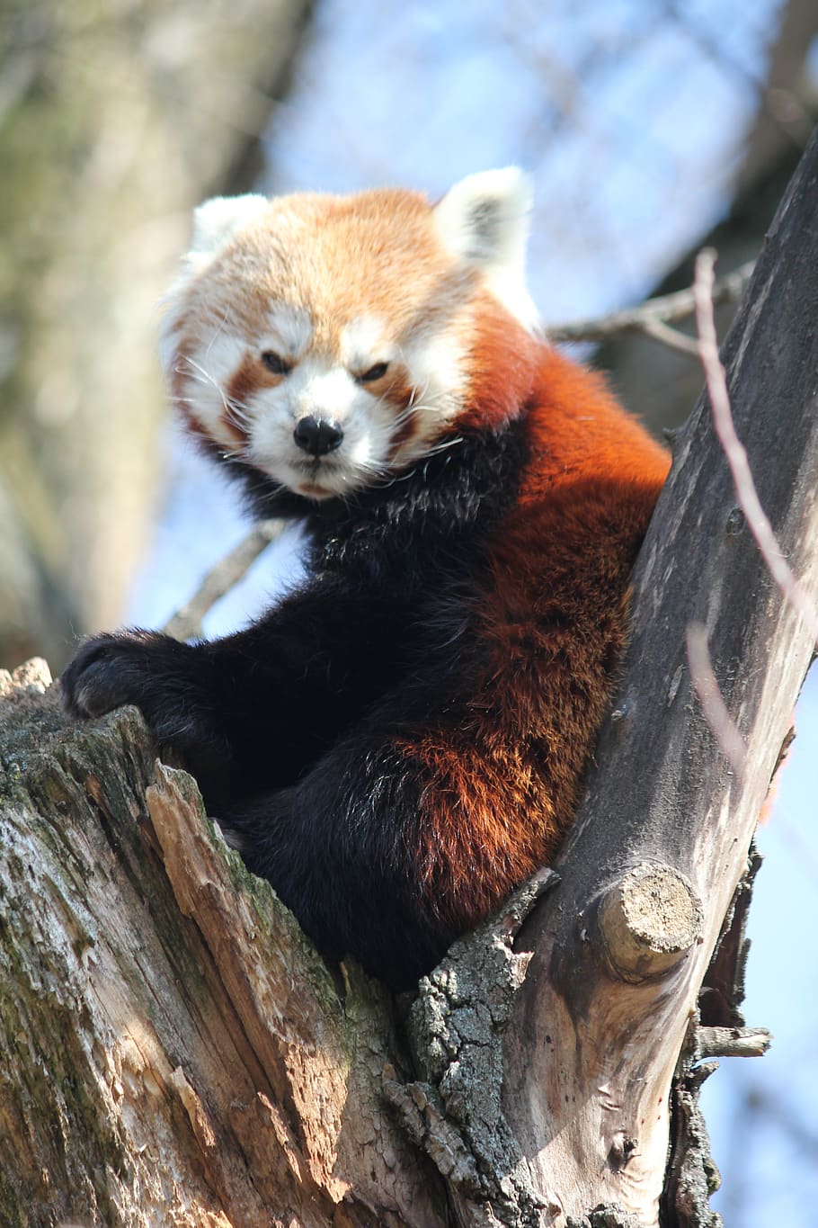 red panda, tree, animal, sitting, view, zoo, peace, animal wildlife HD wallpaper