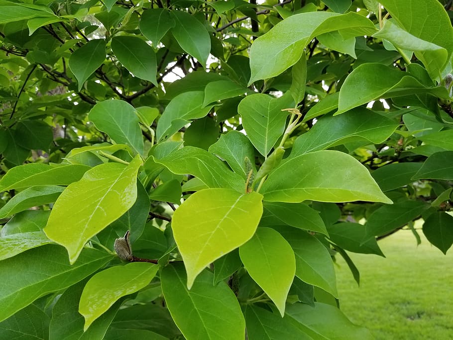 tree, leaves, leaf, leafs, texture, background, summer, green HD wallpaper