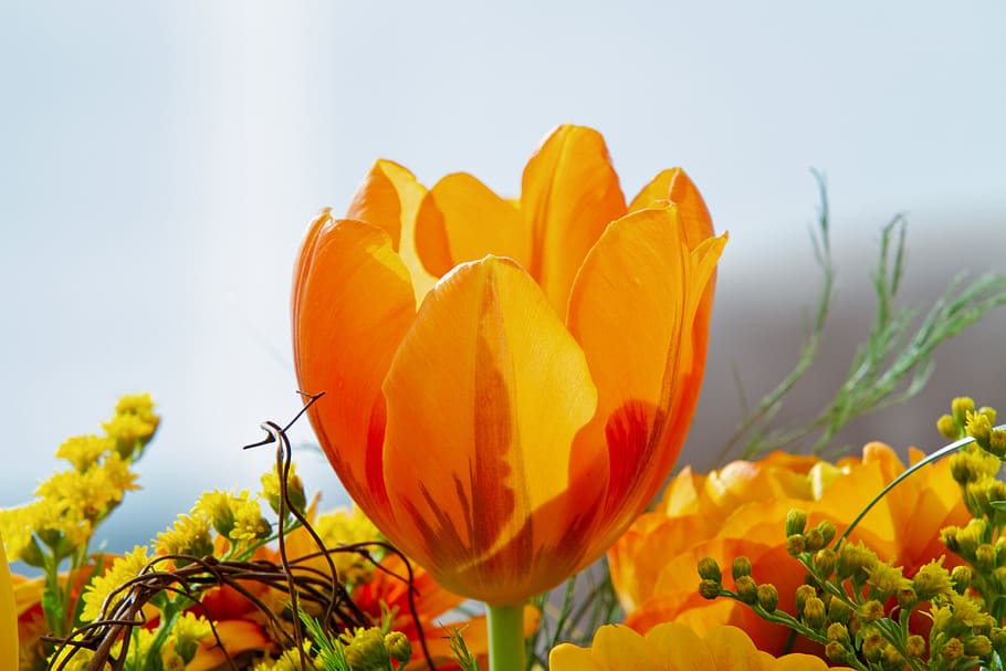 tulip, flower, bright, light, spring, nature, blossom, bloom HD wallpaper