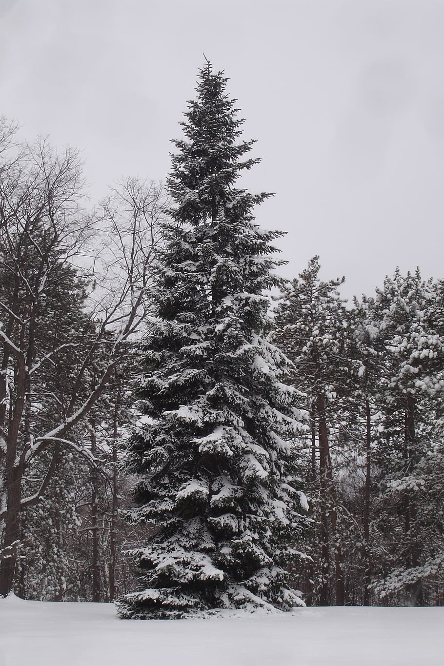 winter, landscape, snow, cold, trees, plant, cold temperature HD wallpaper