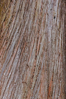 plant, tree, tree trunk, wood, rug, redwood, texture, birch HD wallpaper