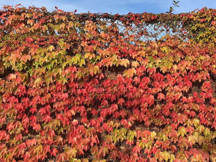 leave, leaf, autumn, fall, fallen, dry, nature, plant, beauty in nature HD wallpaper