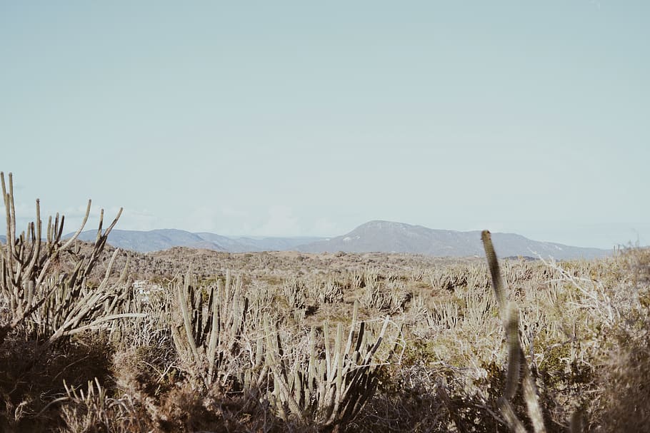 brown grass field, nature, outdoors, ground, plant, cactus, desert HD wallpaper