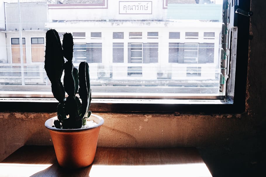 Cactaceae, flowerpot, window, light, wood, board, glass, building HD wallpaper