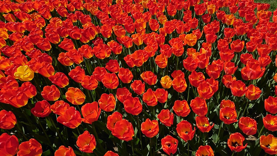 tulips, garden, flower, spring, nature, color, red, yellow HD wallpaper