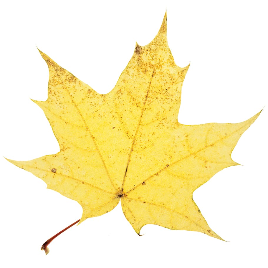 autumn, isolated, leaf, macro, maple, natural, nature, november HD wallpaper