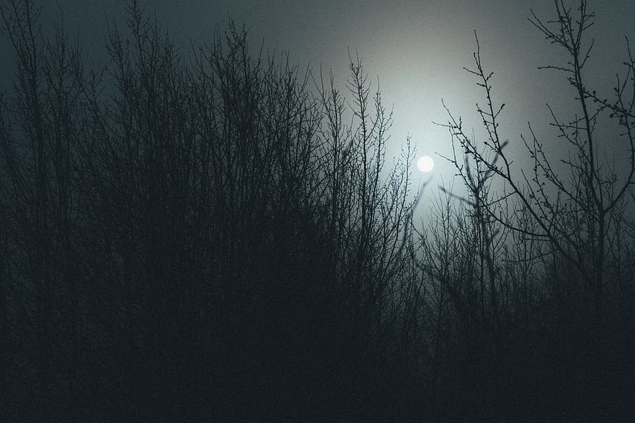 grass and moon at night, tree, sky, beauty in nature, plant, tranquility HD wallpaper