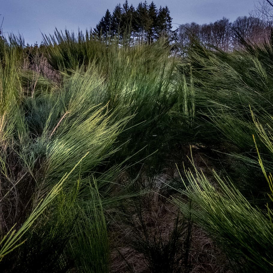 plant, grass, vegetation, tree, bush, outdoors, land, woodland HD wallpaper