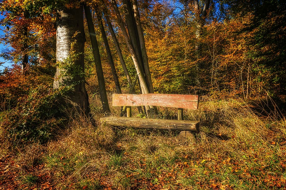 Gray Wooden Bench Near Tree, color, daylight, environment, forest HD wallpaper