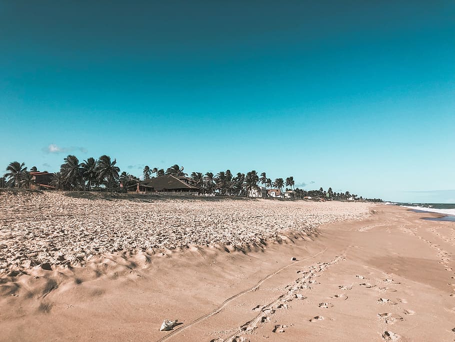 Seashore, beach, clouds, coast, coastline, coconut trees, daylight HD wallpaper