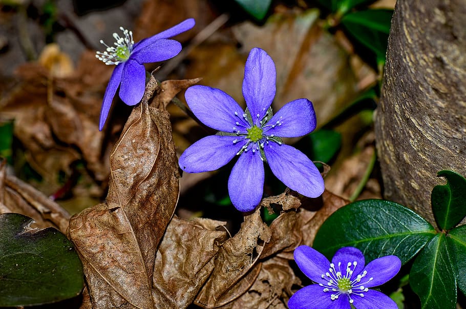 hepatica, blue, flower, spring flower, forest, nature, close up HD wallpaper