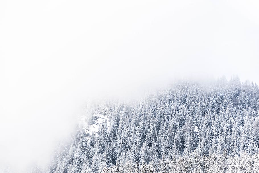 trees covered with snow, nature, plant, outdoors, switzerland HD wallpaper