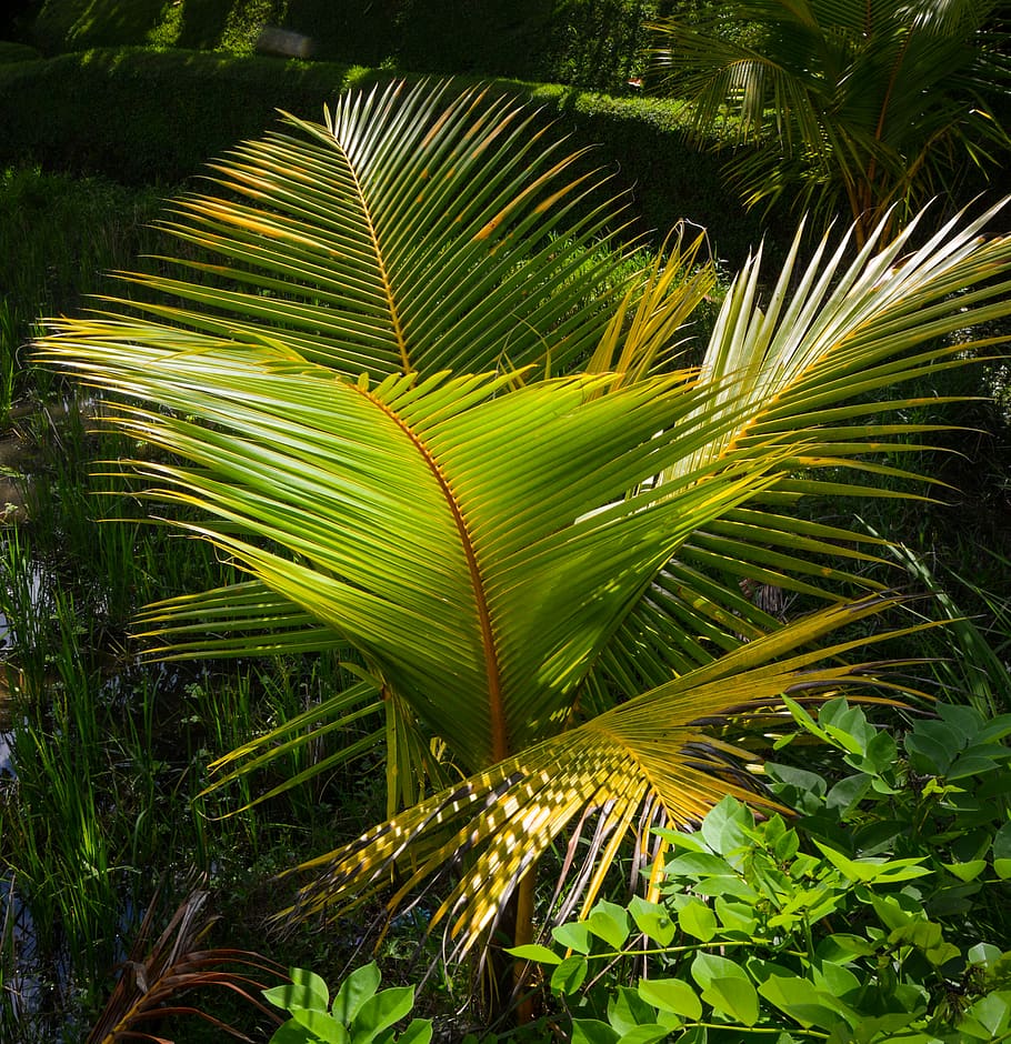 green palm tree, plant, vegetation, nature, cairns, australia HD wallpaper