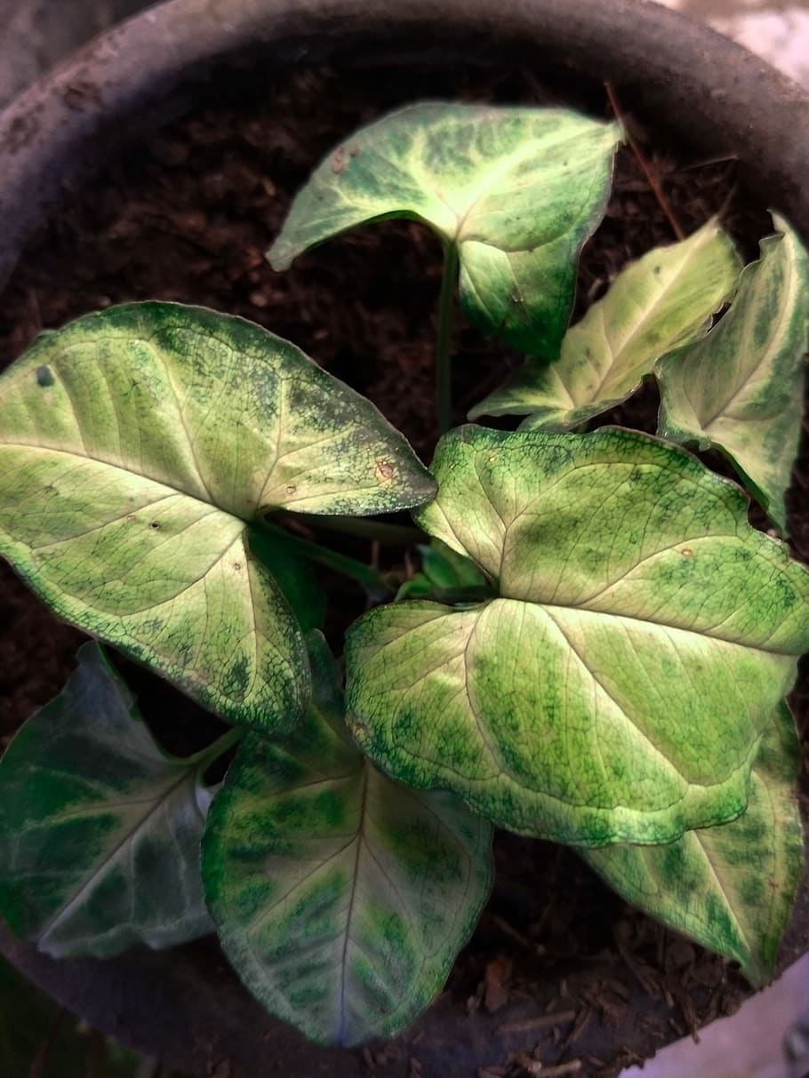 plant part, leaf, green color, growth, close-up, nature, no people HD wallpaper