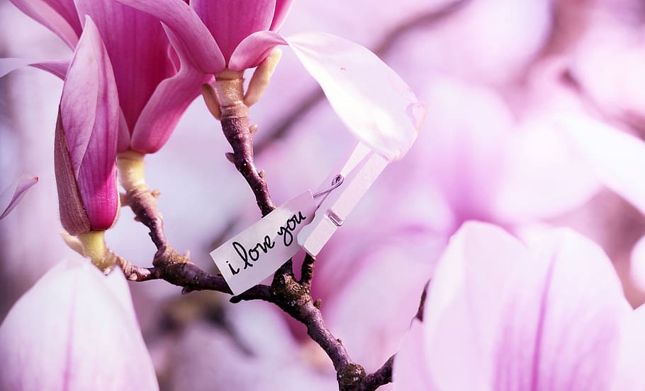 tree, magnolia, spring, pink, nature, flowers, bloom, branch HD wallpaper
