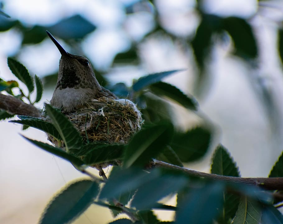 bird, hummingbird, tree, nest, birdnest, birds nest, bird's nest, HD wallpaper