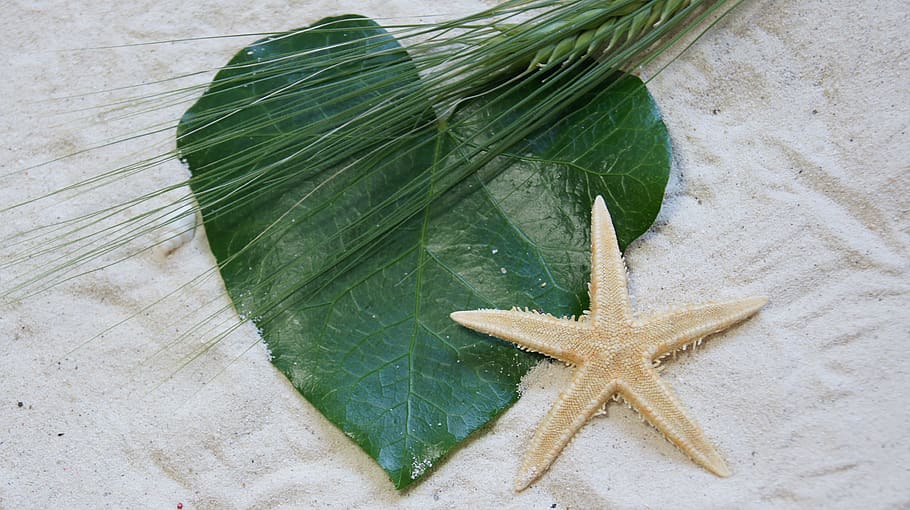 starfish, leaf, nature, decoration, plant part, no people, high angle view HD wallpaper