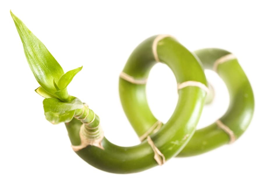 bamboo, flora, foliage, fresh, freshness, gray, green, growth HD wallpaper