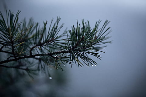 green-leafed plant, tree, conifer, larch, pine, norway, fir, abies HD wallpaper