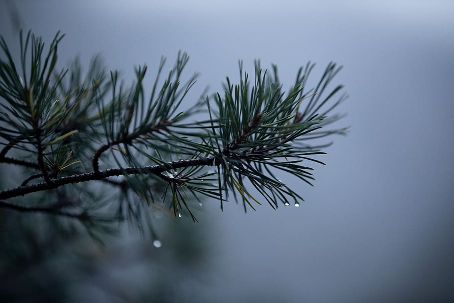 green-leafed plant, tree, conifer, larch, pine, norway, fir, abies HD wallpaper