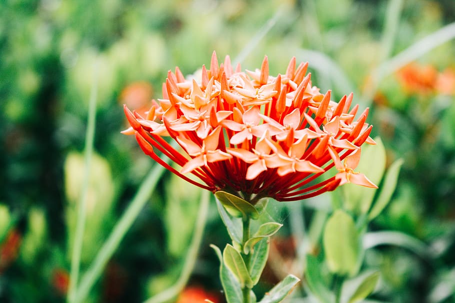 flowering plant, freshness, growth, beauty in nature, petal HD wallpaper