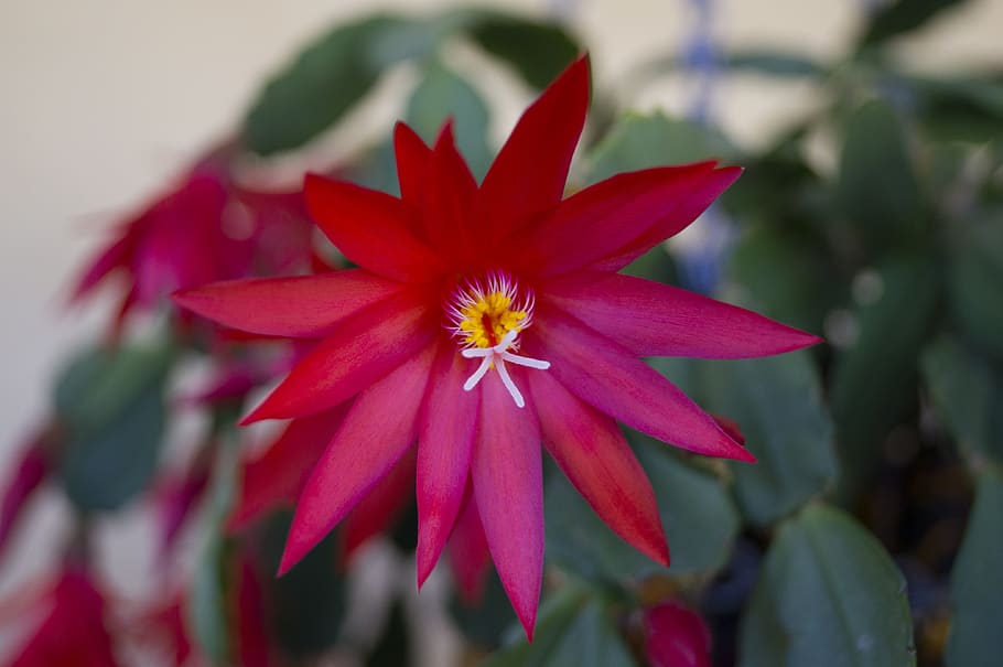 red cactus flower, flowering plant, freshness, beauty in nature HD wallpaper