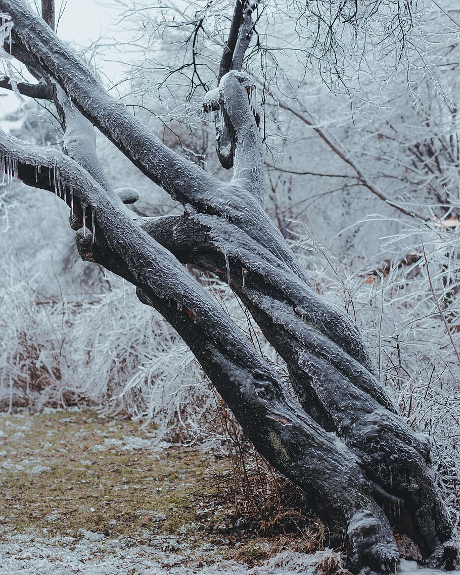 tree branch covered with snow, outdoors, nature, ice, frost, winter HD wallpaper