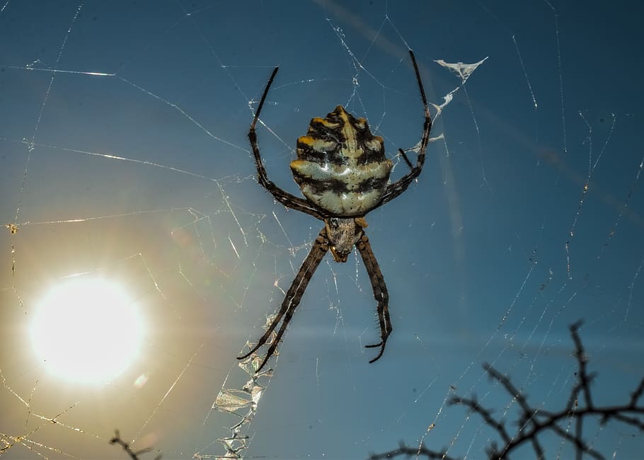 spider, animal, nature, web, cobweb, insect, arachnid, creepy, HD wallpaper