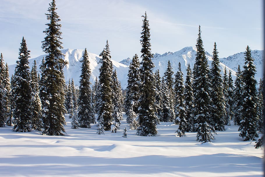 trees, snow, mountais, train, alaska, christmas, sun, winter, HD wallpaper