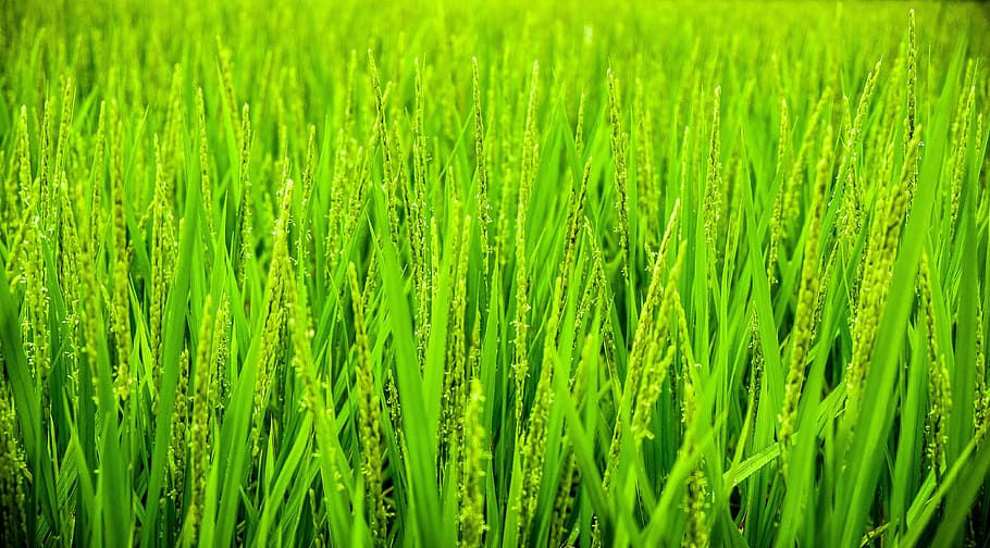 green, grass, wheat, field, agriculture, farm, outdoor, plants HD wallpaper