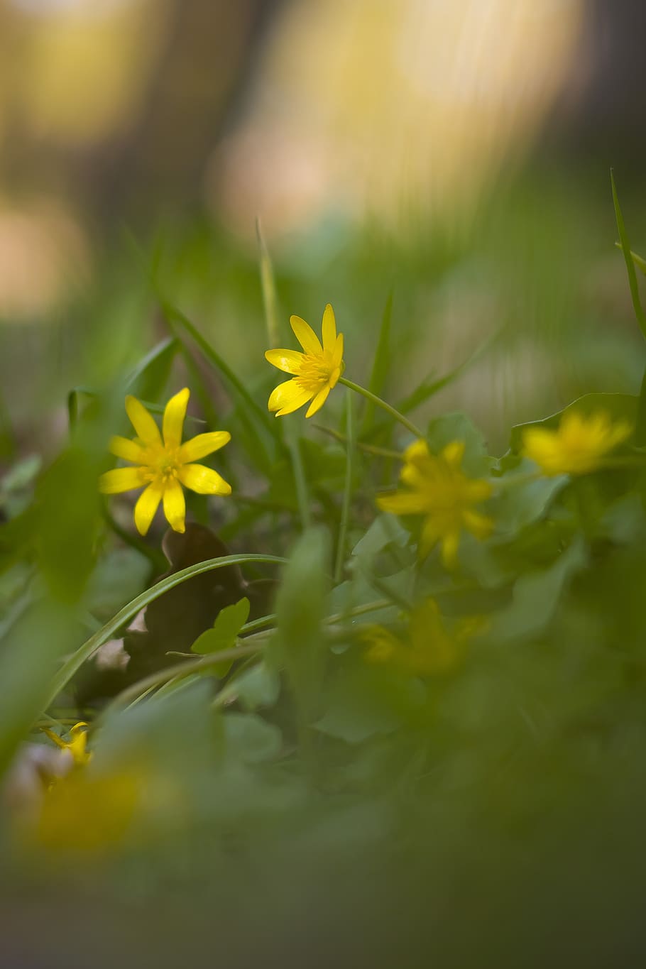 spring, flowers, macro, meadows, natural, flora, grass, plant HD wallpaper