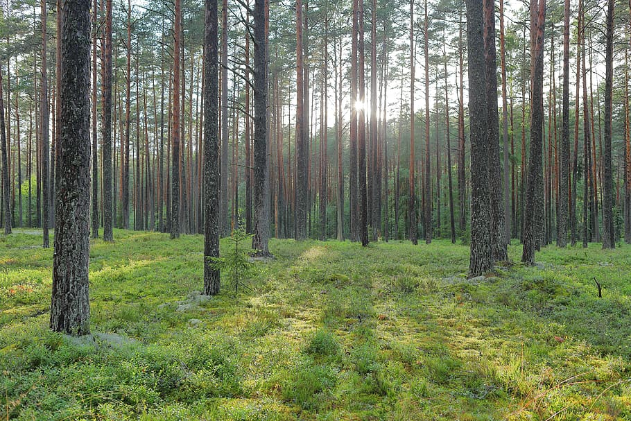 estonia, gree, grass, sun, sunshine, forest, rays, trees, wilderness, HD wallpaper