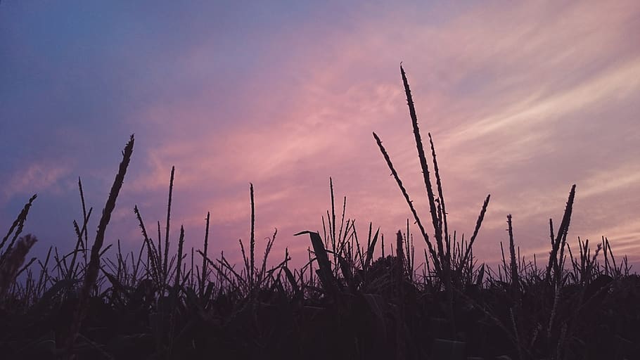 germany, cologne, crop, sky, country, summer, pink, fields HD wallpaper