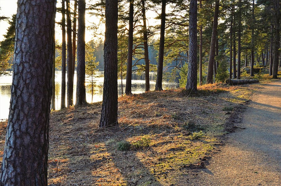 Green Trees Beside Body of Water, dawn, daylight, environment HD wallpaper