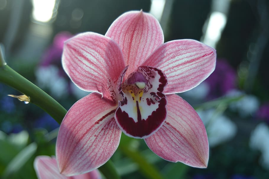 orchid, flower, flowering plant, vulnerability, fragility, petal HD wallpaper